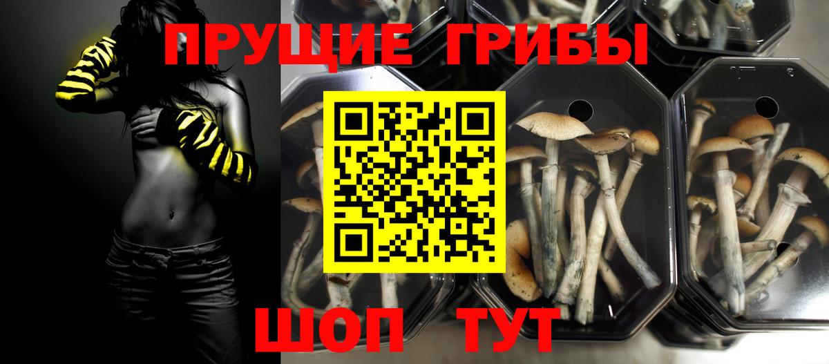 Домодедово  Псилоцибиновые грибы Psilocybe  Вход с VPN 